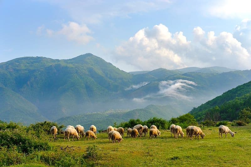 Life as a Shepherd in Albania